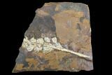 Paleocene Fossil Fruit (Palaeocarpinus) - North Dakota #97931-1